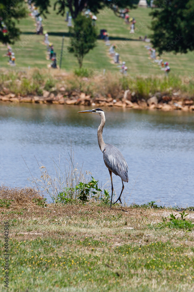Fototapeta premium Blue Heron