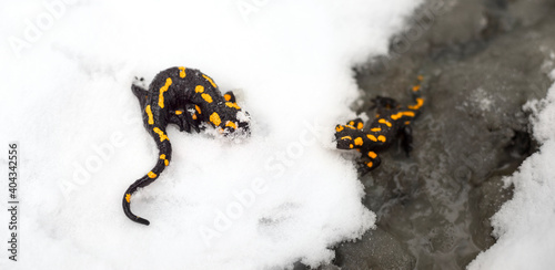 Two salamanders in an icy stream.
