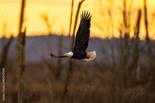 Portrait of majestic American bald eagle bird flying at golden sunrise or sunset landscape with large wings outstretched in the forest in Pacific Northwest USA 