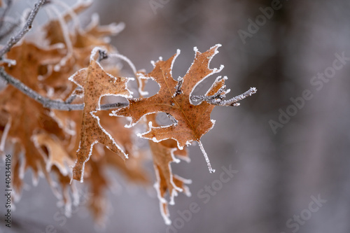 Oak leaf covered in rime ice - selective focs, shallow depth of field in Minnesota photo