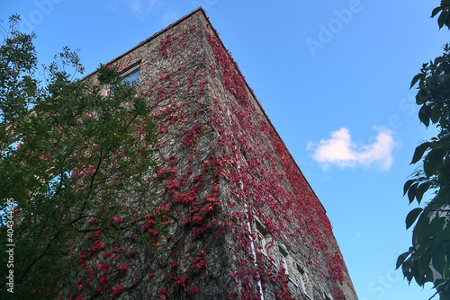 Beautiful bottom wide angle view of autumnal dark pink leaves of ivy hedera helix plant clinging and climbing on the building, Dublin, Ireland. Pink autumn leaves. Pink and blue. Against the blue sky