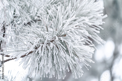 Pine needles covered in rime ice due to freezing morning fog, in Minnesota