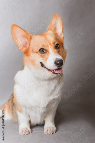 Photo of welsh corgi pembroke tricolor, red, for exhibition on a gray background. friendly dog, smiling and happy