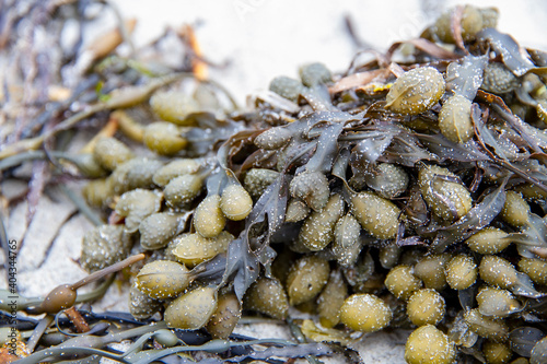 Bladder Wrack Seaweed