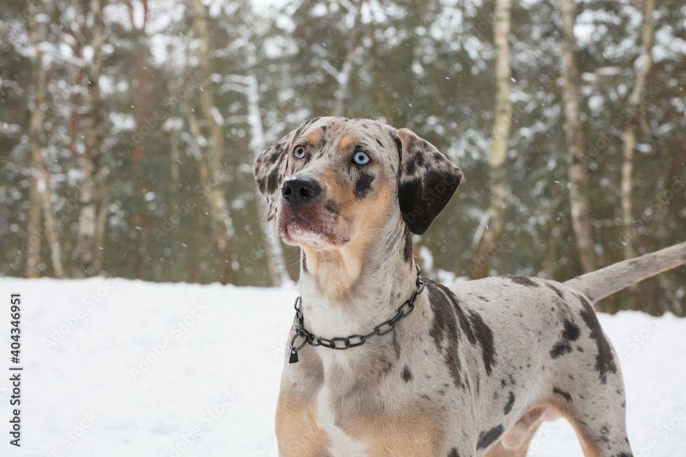 Catahoula leopard dog olx outlet