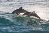 Two sparkling dolphins jumping out of the water at sunrise