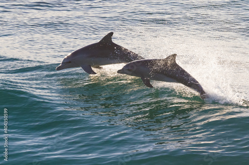 Two sparkling dolphins jumping out of the water at sunrise