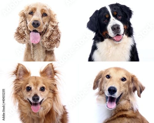 Beautiful animals in front of a white background © Djomas
