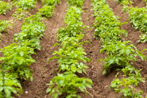 Potato Field. Fresh Green potato Field Agriculture Background.