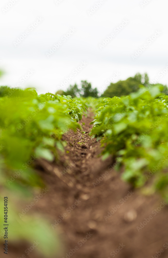 Potato Field. Fresh Green potato Field Agriculture Background. Potato Field. Fresh Green potato Field Agriculture Background.