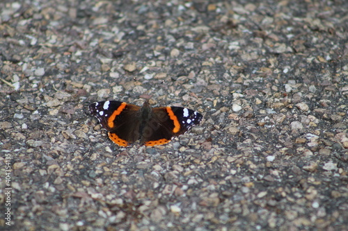 butterfly on concrete