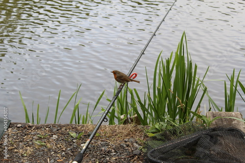 Robin sitting on a fishing rod