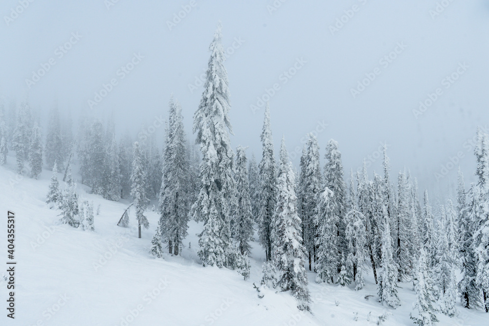 Naklejka premium Trees covered by snow in a mist