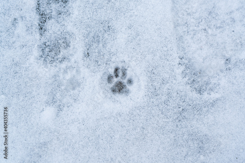 Cat track on white snow. 