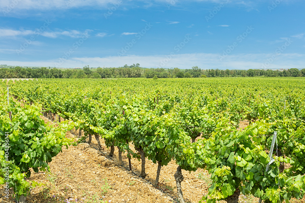 Field of vines with blue sky and clouds