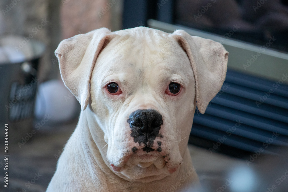 Obraz premium White Boxer dog