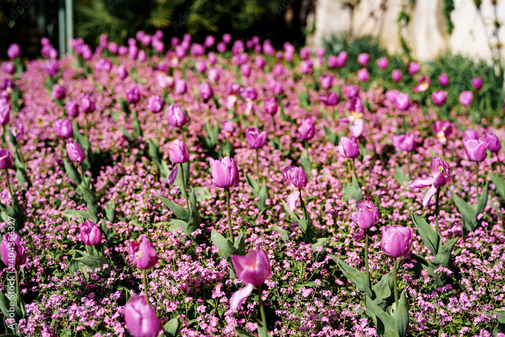 Flowerbed with purple tulips - spring background, on Como lake, Italy