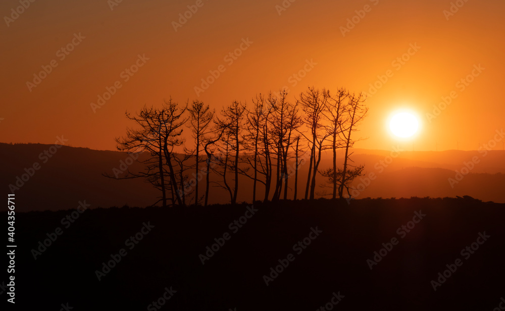 Árvores secas ao pôr do sol quente hora dourada