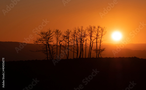   rvores secas ao p  r do sol quente hora dourada