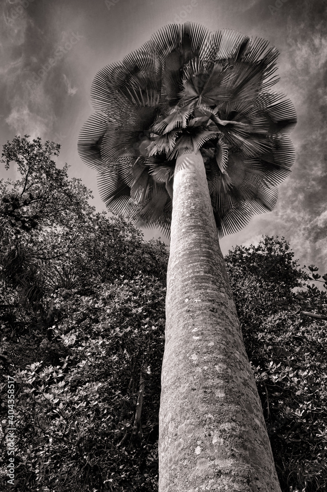 Ταπετσαρία Palm tree at Cienfuegos Botanical Garden;  Cuba