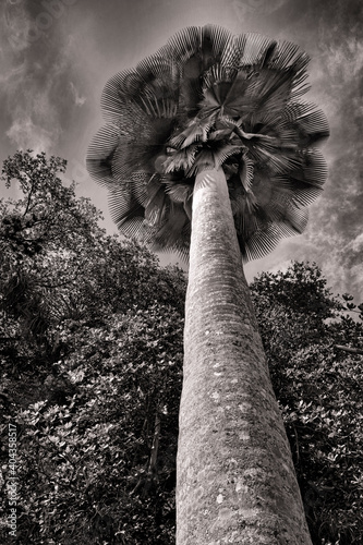Photography Palm tree at Cienfuegos Botanical Garden;  Cuba