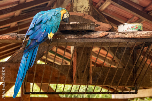 blue and yellow macaw