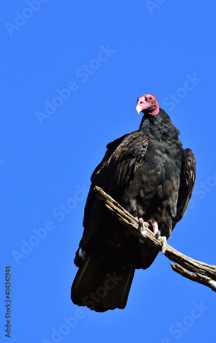 turkey vulture stare