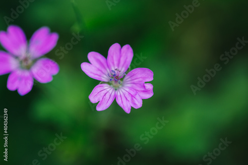Jolie fleur violette