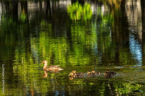 A family of ducks swims in the lake in Ireland © AlbertMi