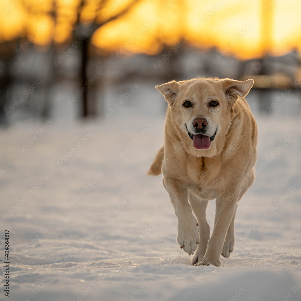 Labrador retriever dog walking and playing in a park with snow Labrador retriever dog walking and playing in a park with snow