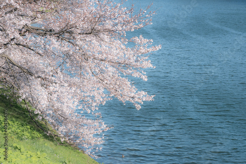 東京・皇居のお堀に咲く桜