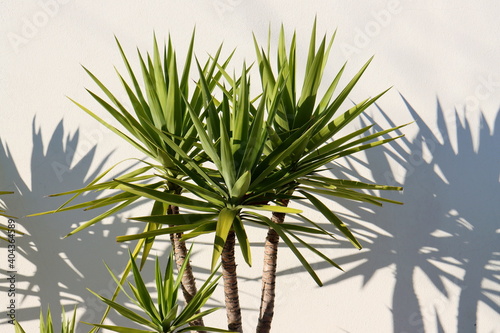 Green dracaena leaves and leaf shadow against a white wall.  Bright representative of the Drazenov family.