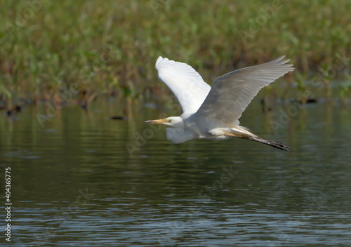 Great Egret © Gary