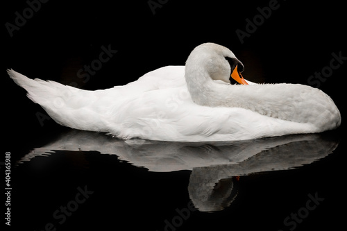 Fototapeta Naklejka Na Ścianę i Meble -  mute swan cygnus olor