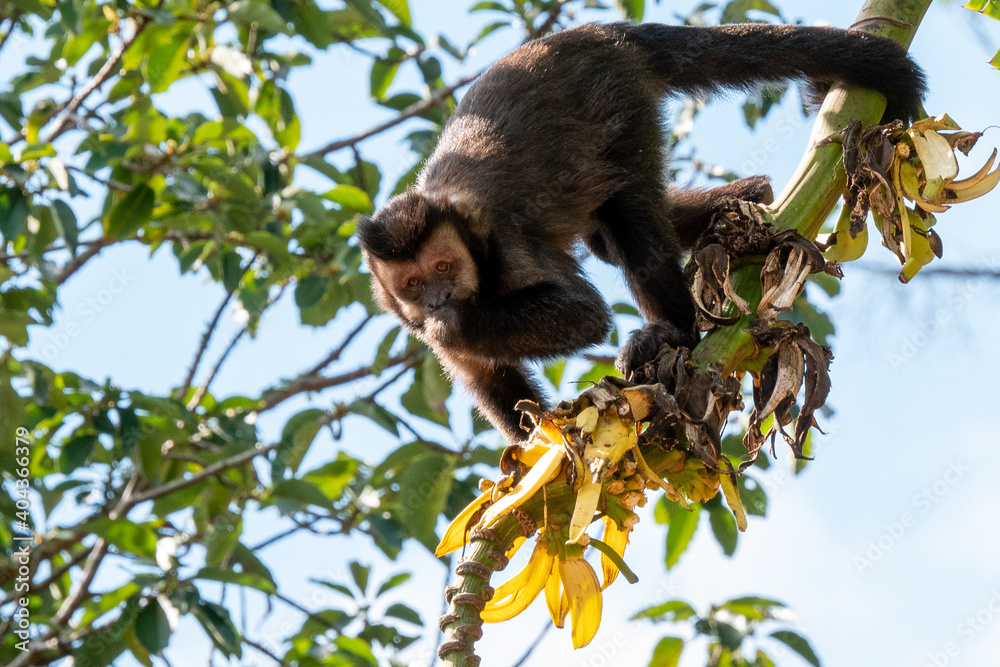 Fototapeta premium South American Capuchin Monkeys Feeding on Bananas