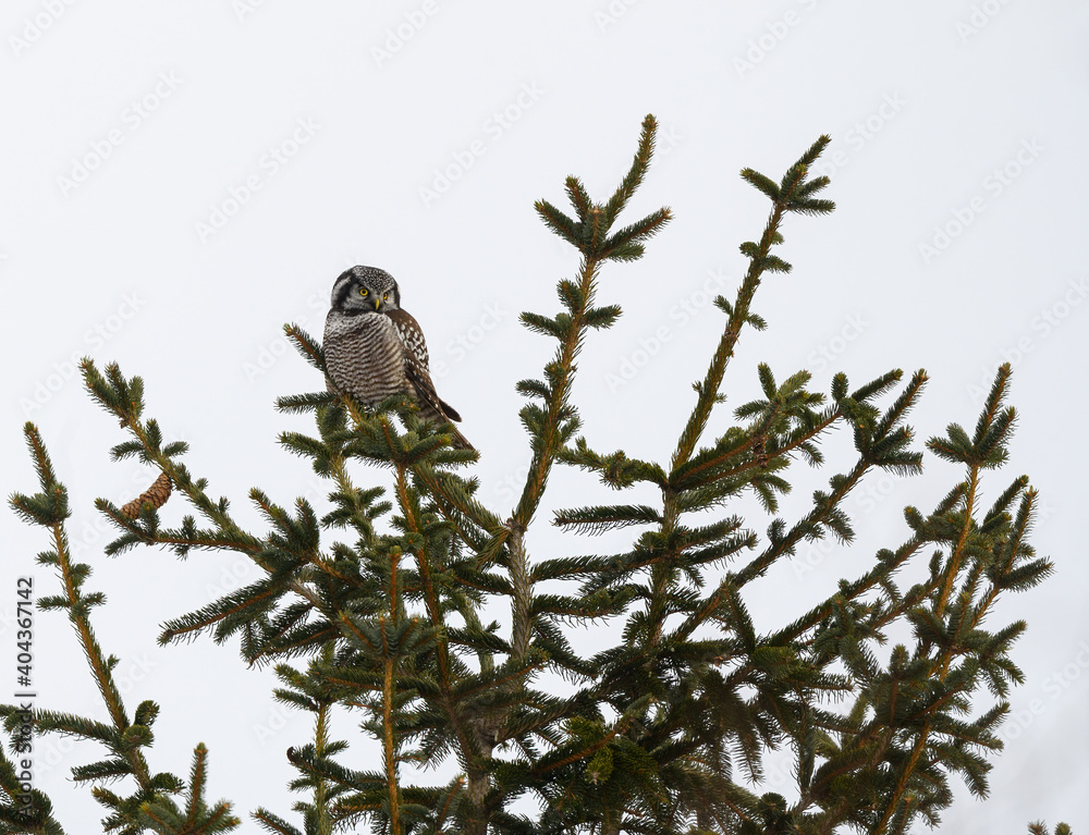 Northern Hawk Owl Sitting on Spruce Tree against White Background, Isolated Northern Hawk Owl Sitting on Spruce Tree against White Background, Isolated