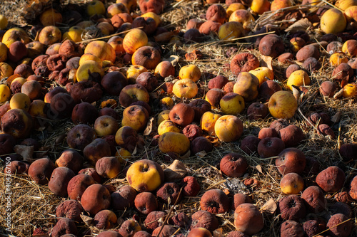 Foto Food Waste: Apples Rotting in the Orchard