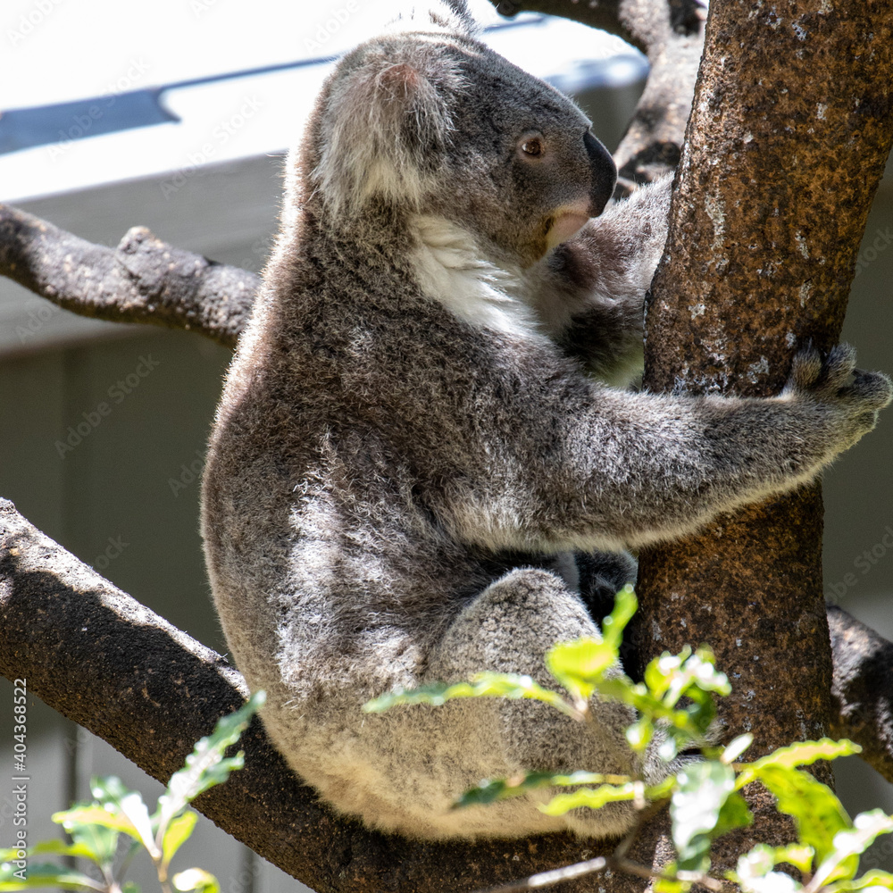 Fototapeta premium Koala Bear lazing on a Gum Tree