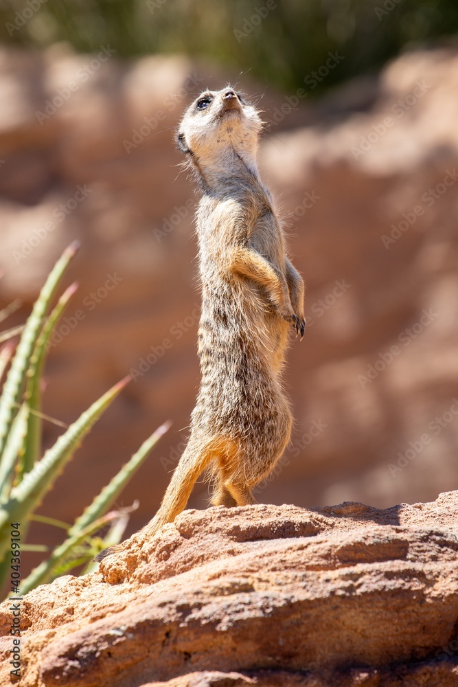 Fototapeta premium Cute big eyed meerkat on the lookout