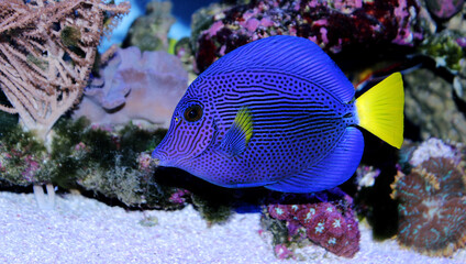Zebrasoma xanthurum - Yellowtail purple tang fish