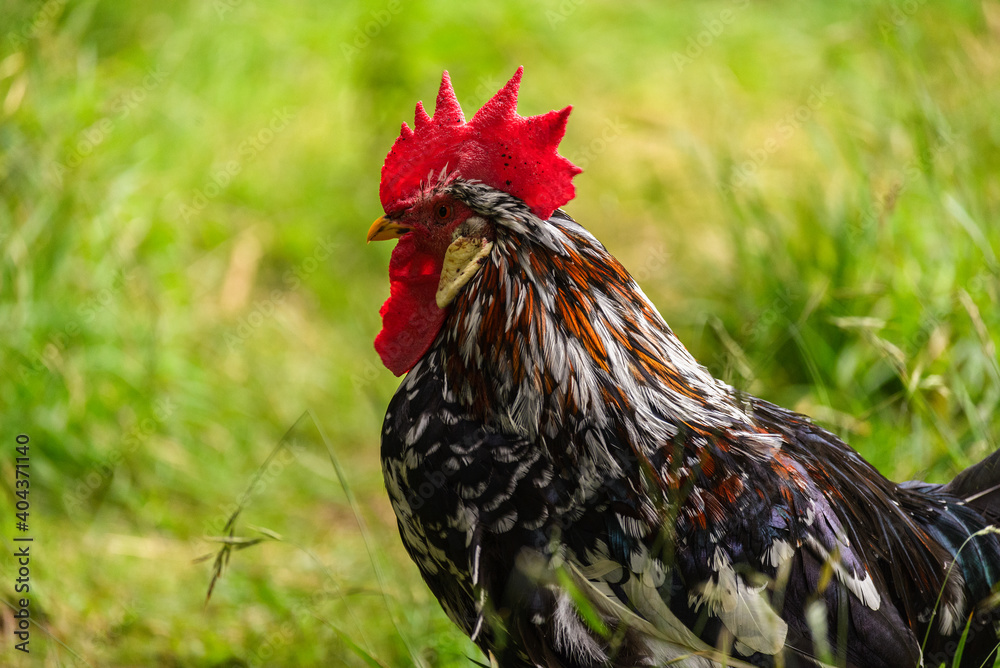 Portrait of a colourful rooster in a grass field
