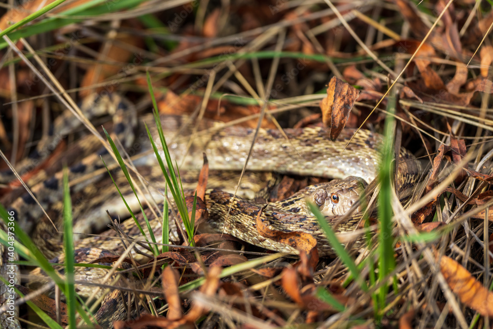snake in the grass snake in the grass