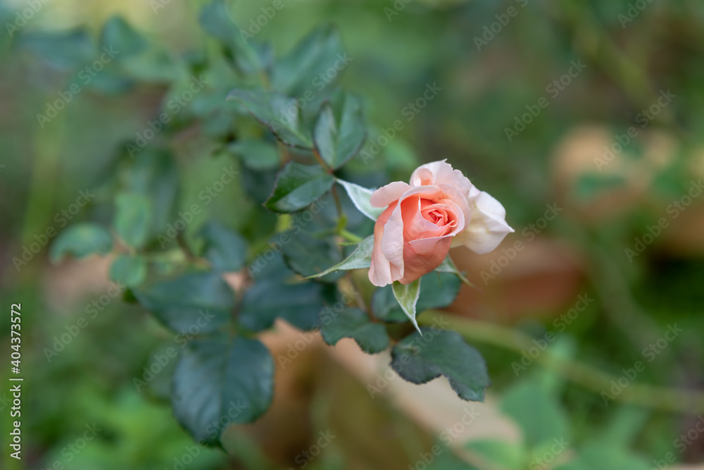 Φωτογραφία pink rose flower on background blurry  in the garden of flowers