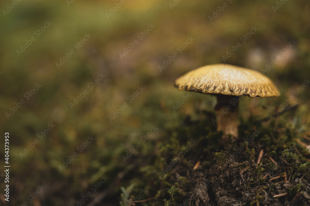 Tiny Mushroom In Mossy Forest Floor Tiny Mushroom In Mossy Forest Floor
