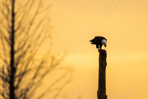 Majestic American bald eagle bird perched on a tree eating carcass of bird during sunrise or sunset in Pacific Northwest USA