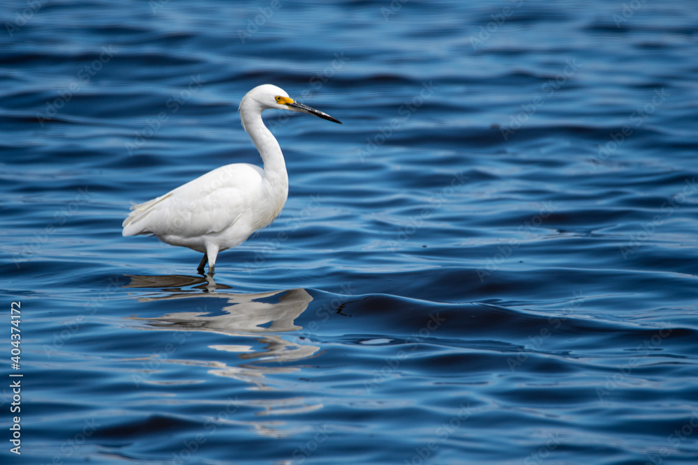 Snowy Egret Wading in the Water Snowy Egret Wading in the Water