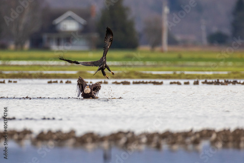 Two majestic American bald eagle birds fighting over fish at a grassy farm in Pacific Northwest USA