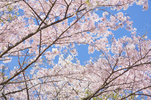 入来清浦ダム周辺　 青空を背景に満開の桜
