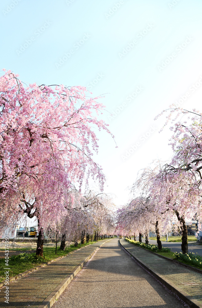 Obraz premium 喜多方 日中線 しだれ桜並木 