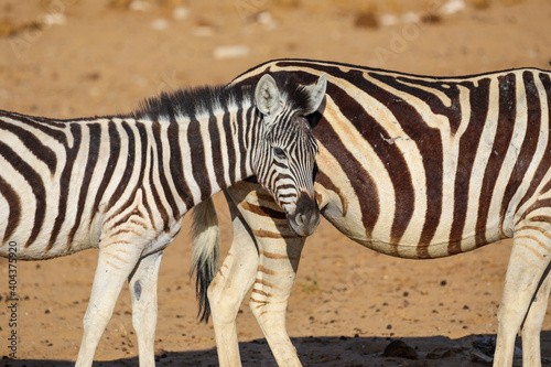 Mother and baby zebra in the arid landscape of Etosha National Park
